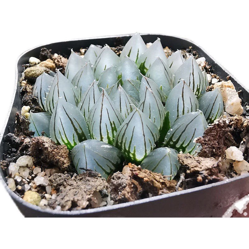 黑肌玉露包邮多肉植物盆栽四季易养办公桌阳台清新绿植趣味礼物,淘宝优惠券,粉丝福利购,淘宝优惠卷