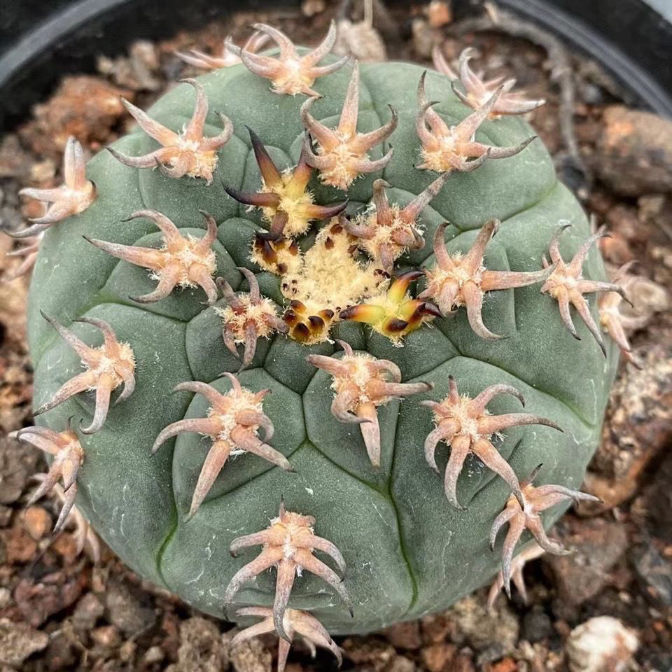 实生猫爪天平仙人球裸萼球属可爱萝卜根植物小盆栽控养,淘宝优惠券,粉丝福利购,淘宝优惠卷