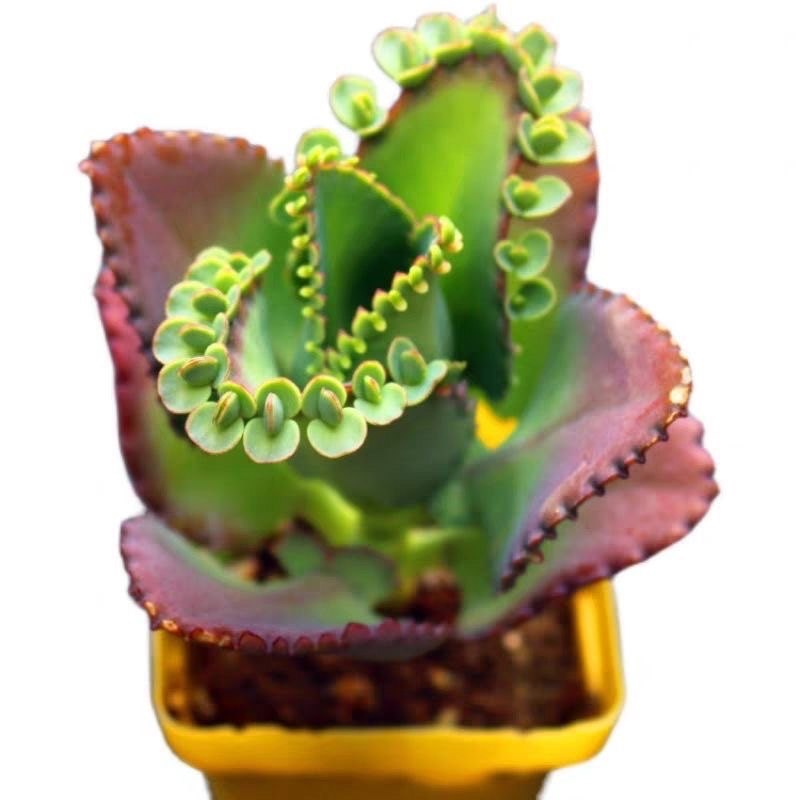 蕾丝公主不死鸟多肉植物非常好养稀有品种绿植桌面盆栽花卉,淘宝优惠券,粉丝福利购,淘宝优惠卷