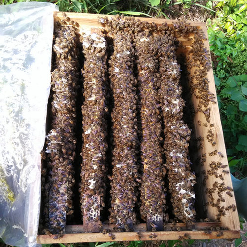 中蜂子脾巢脾空脾蜜蜂脾老脾蜂蜡剿础中蜂蜂群蜂王46脾蜂群产卵脾 - 图2