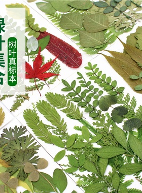 真树叶植物标本绿叶套装