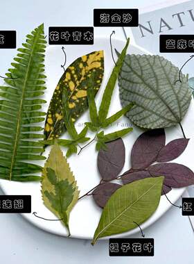 植物标本多种树叶合集幼儿园手工植物书签树叶Diy贴画材料包装饰