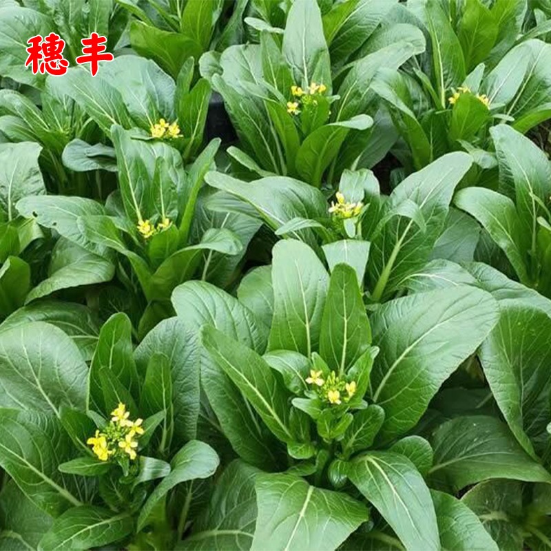 广东甜菜心种子四季油菜心青菜籽耐热大田农家阳台盆栽蔬菜种孑子 - 图1