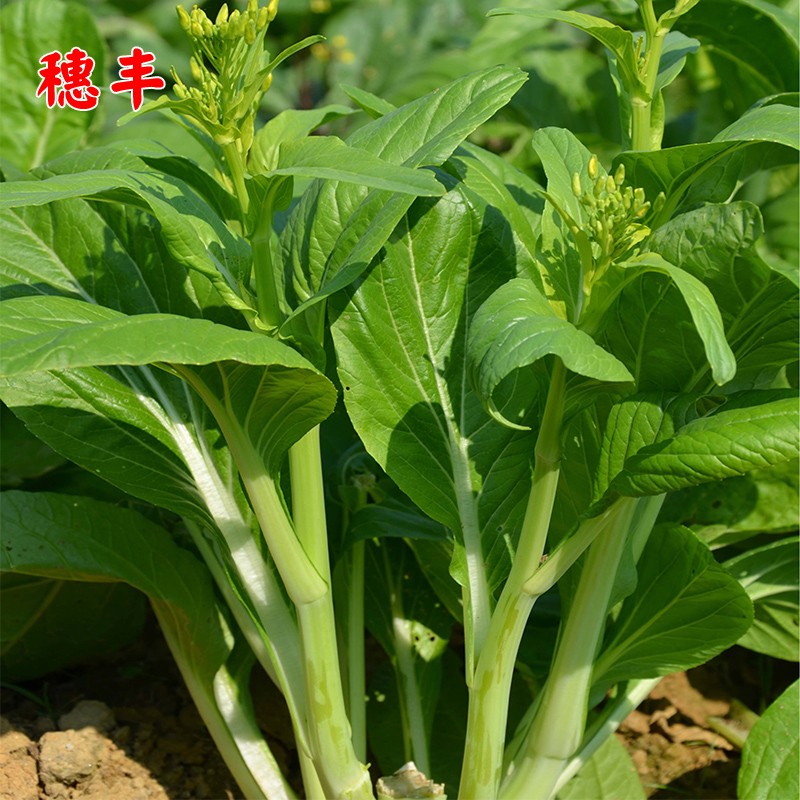 多子多福甜菜心种子多心白菜苔种籽连州青菜籽农家高产蔬菜种孑籽 - 图0