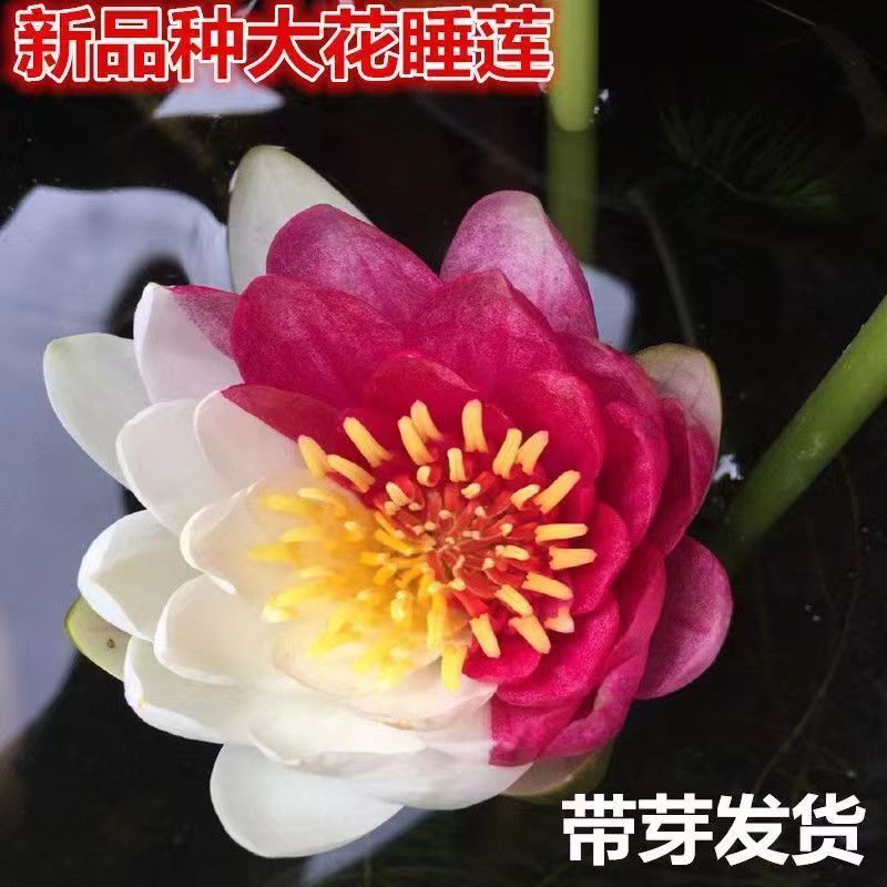 池塘睡莲花鱼缸睡莲根块带花苞四季盆栽水培植物庭院大小睡老根苗 - 图3