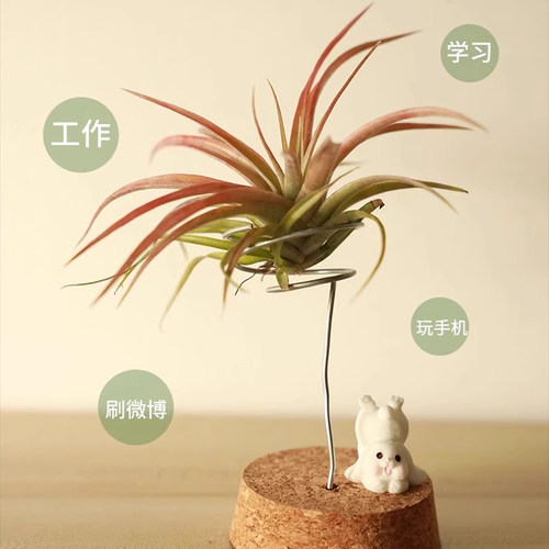 空气凤梨精灵无土植物净化空气桌面易活福果美杜莎小章鱼超贝礼物 - 图2