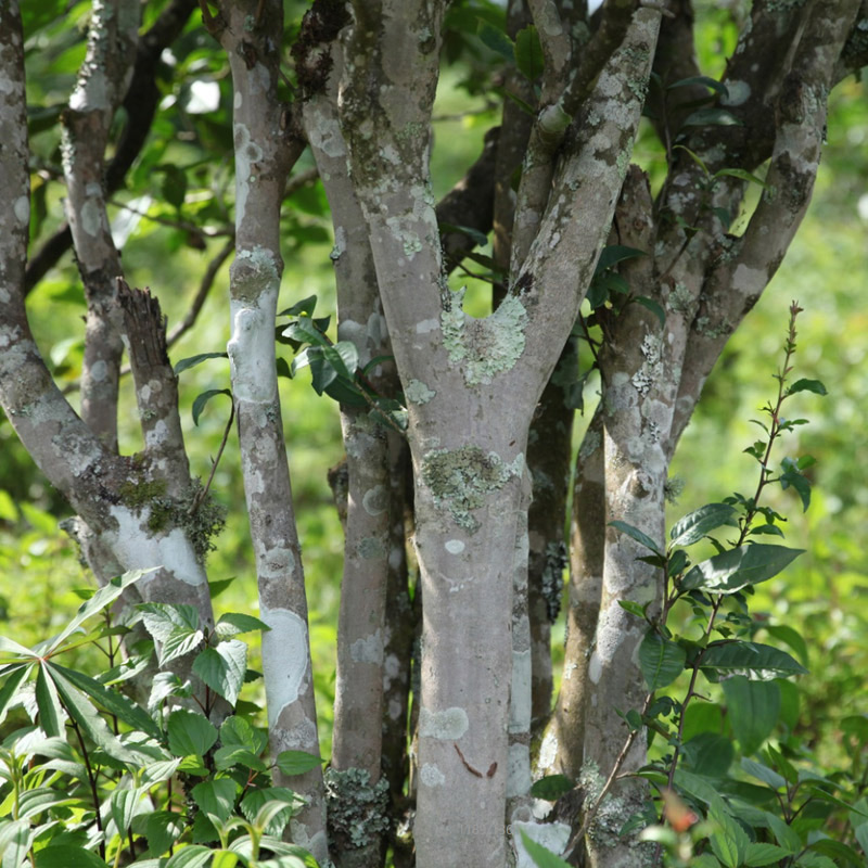 荣瑞祥无量山小泥塘赛曼松生茶春茶叶云南普洱茶饼古树龙珠-图1