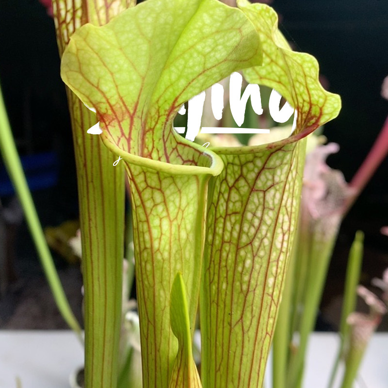 柠檬奶盖/莫尔5号瓶子草森镜自育低光时偏黄出状态很靓的莫尔系列,淘宝优惠券,粉丝福利购,淘宝优惠卷