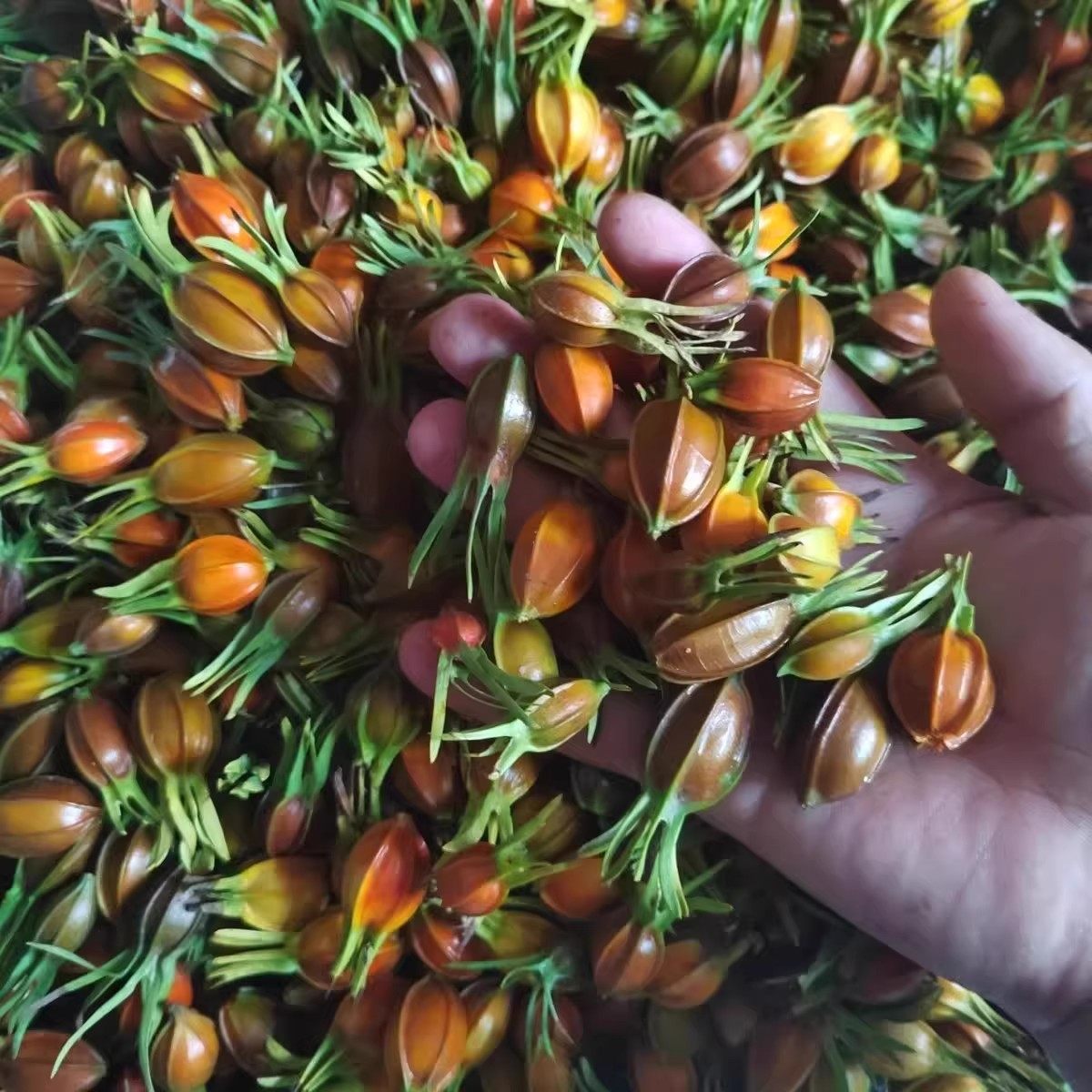 江西野生新鲜栀子花草茶上色栀子茶卤肉料香料小黄栀子泡水药栀子,淘宝优惠券,粉丝福利购,淘宝优惠卷