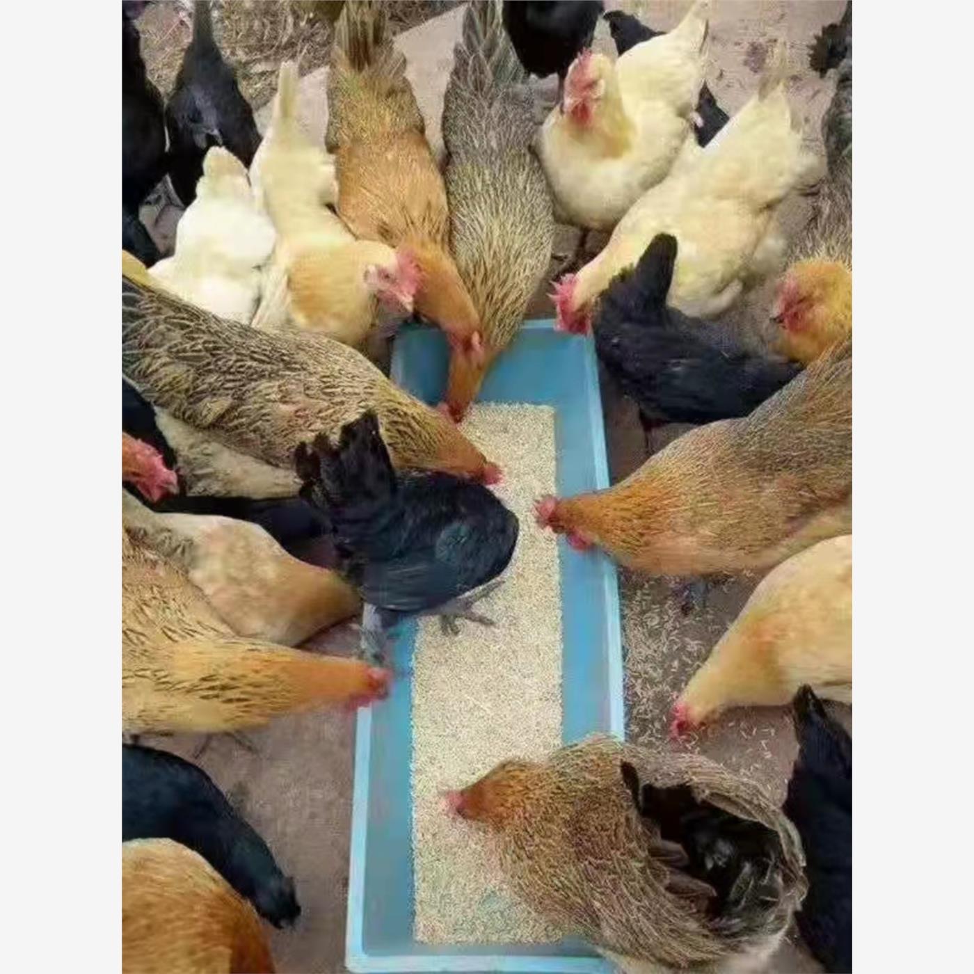 一斤半土鸡活鸡半大鸡农家散养柴鸡小草鸡1斤多的鸡蛋鸡包活到家-图1