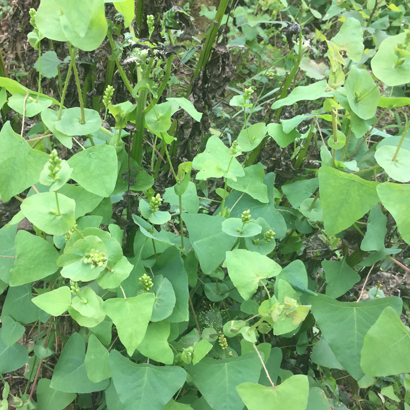 广西新鲜现采杠板归 河白草 老虎脷 中草药材蛇倒退蛇不过梨头刺 - 图1