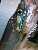 Luya BGC Multi -Nine Section of Loach Fake Bait Fishing Group Медленно тонущая вода и каклетные бас -басовые вибраторы VIB Бесплатная доставка