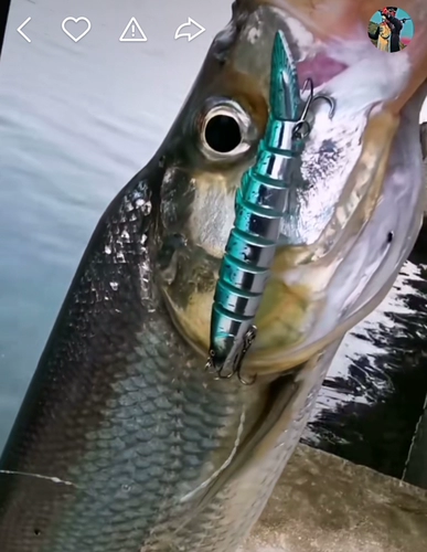 Luya BGC Multi -Nine Section of Loach Fake Bait Fishing Group Медленно тонущая вода и каклетные бас -басовые вибраторы VIB Бесплатная доставка