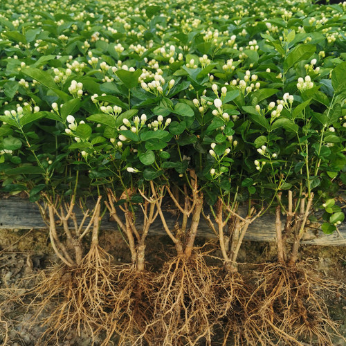广西横县重瓣茉莉花苗白茉莉盆栽盆景四季绿植花卉老桩树桩根植物 - 图3