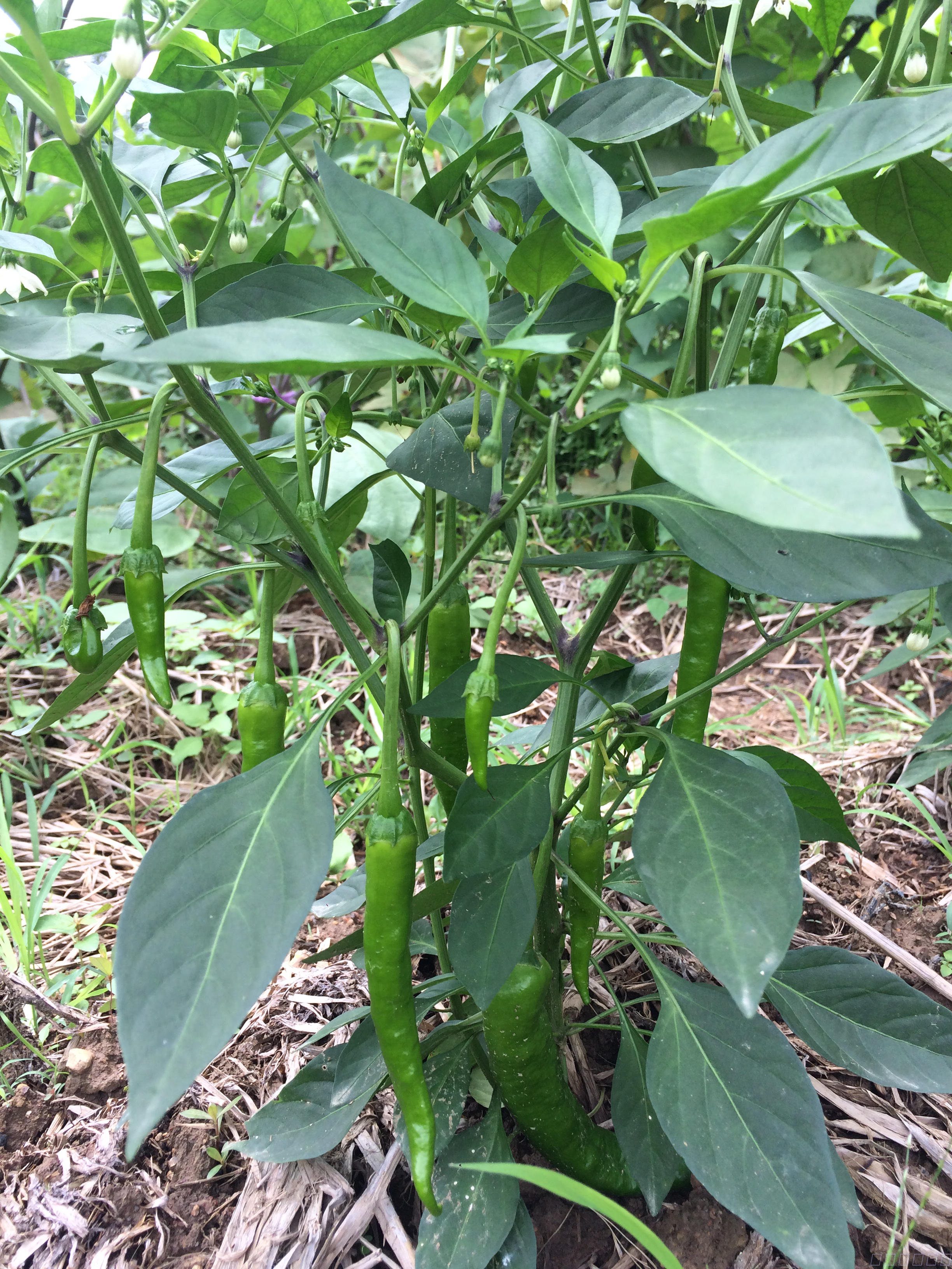 湖南特产农家自种正宗本地新鲜辣椒青椒线辣椒新鲜蔬菜3斤包邮