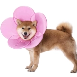 Элизабет Круг Кот Кот Большой Педань Голова сражается с борьбой