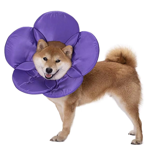 Элизабет Круг Кот Кот Большой Педань Голова сражается с борьбой