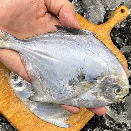 鲳鱼4斤银鲳鱼舟山东海白鲳鱼平鱼新鲜冷冻昌鱼深海鲜活海鲜水产 - 图0