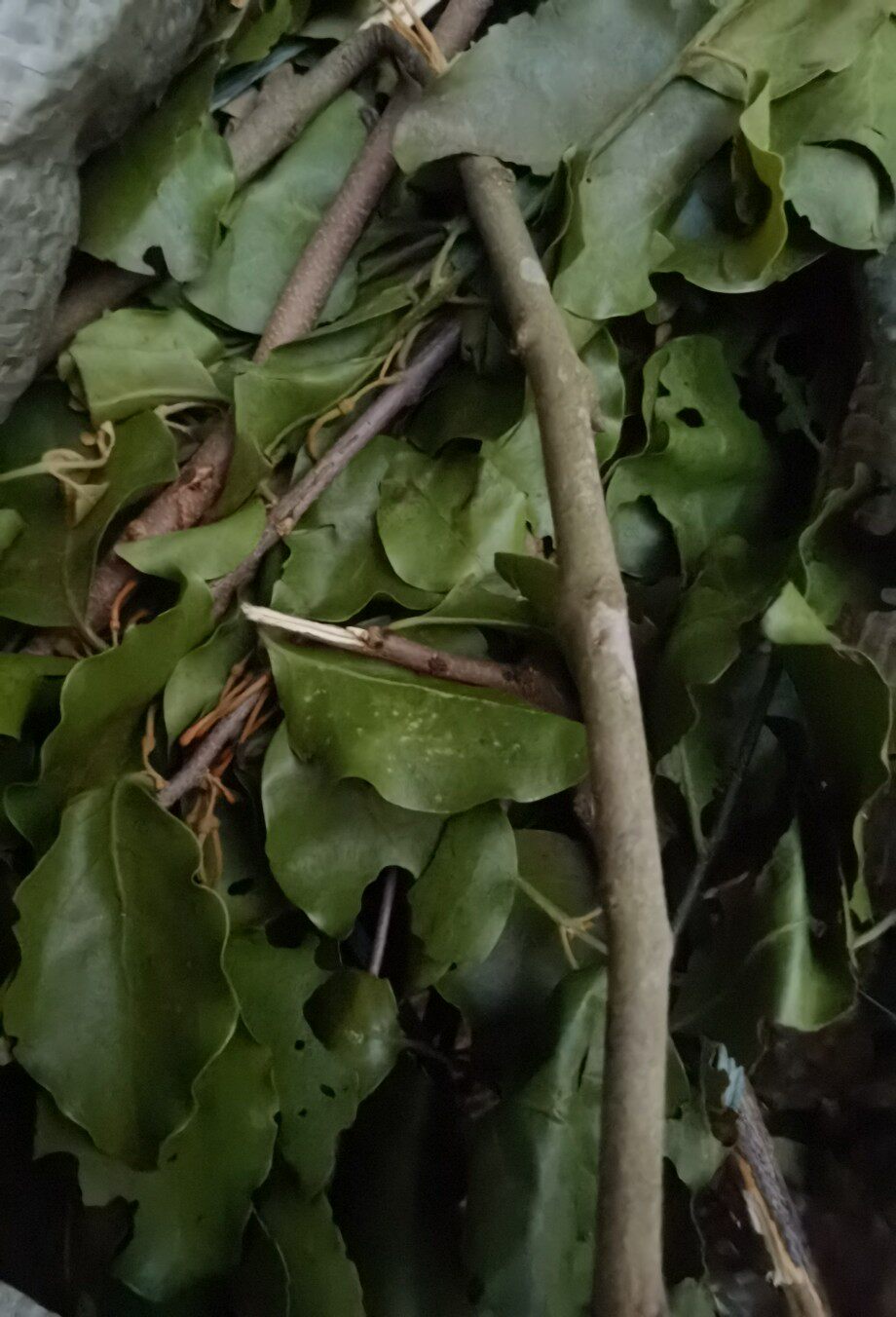 新鲜龙眼树寄生龙眼木寄生茶龙眼寄生包邮广东茂名1斤