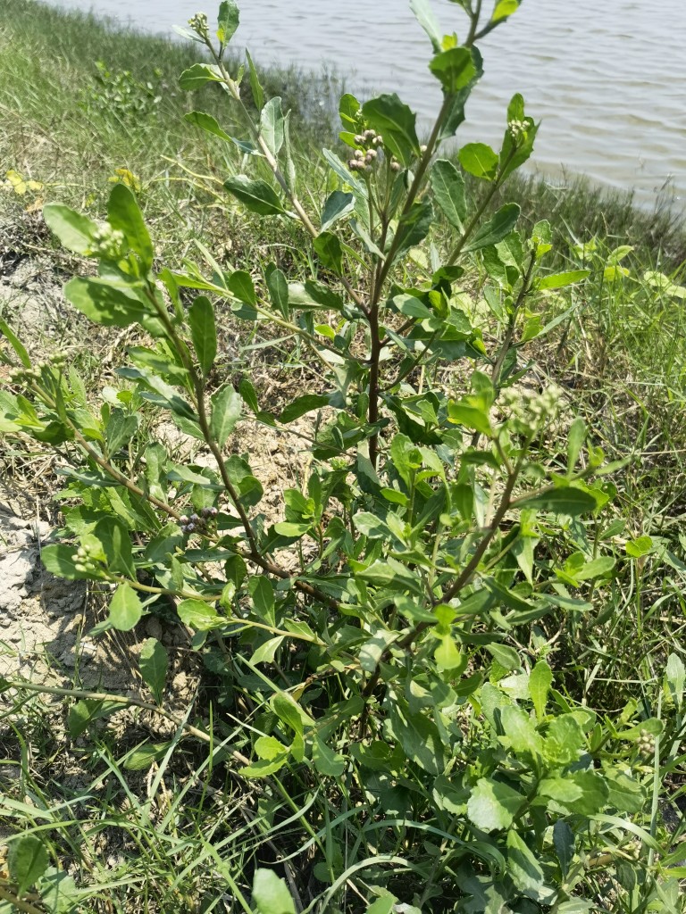 栾樨花阔苞菊稔茜栾樨枝栾樨枝率海莲捻西新鲜整草500克-图1