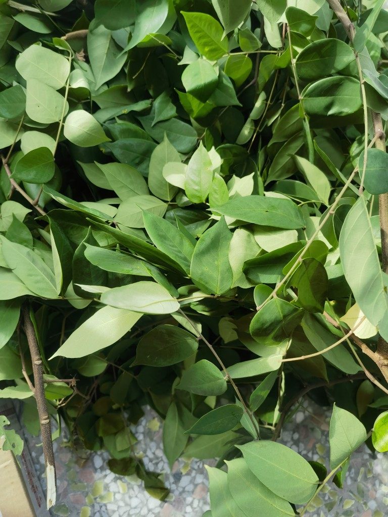 新鲜现采酸杨桃叶500克酸五敛子叶五棱子老树超酸品质新鲜叶子,淘宝优惠券,粉丝福利购,淘宝优惠卷