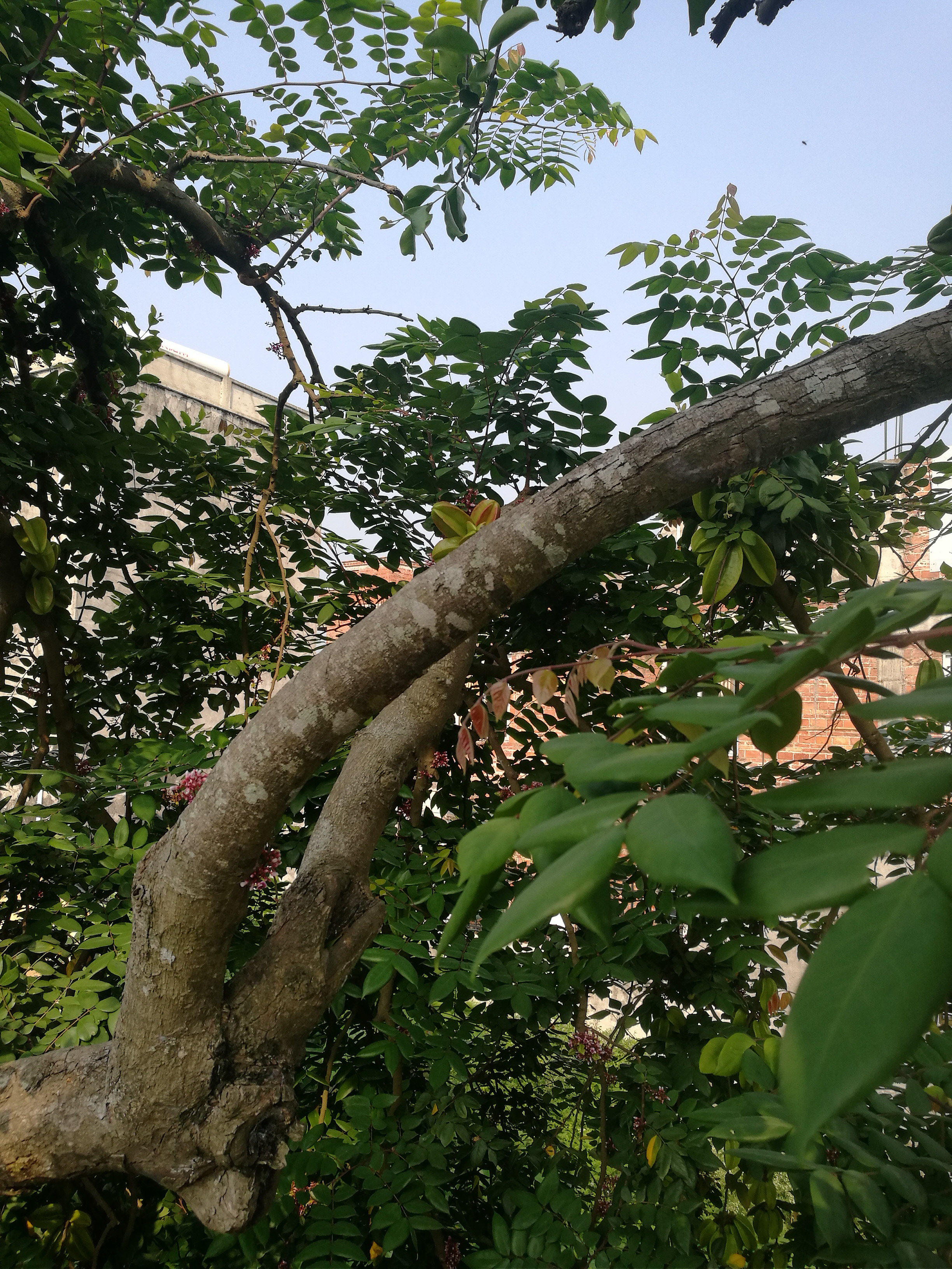 新鲜现采酸杨桃叶500克酸五敛子叶五棱子老树超酸品质新鲜叶子,淘宝优惠券,粉丝福利购,淘宝优惠卷