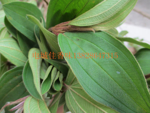 新鲜野牡丹豹牙郎木猪母草倒罐草炸腰果山石榴猪母稔高脚稔毛稔 - 图1