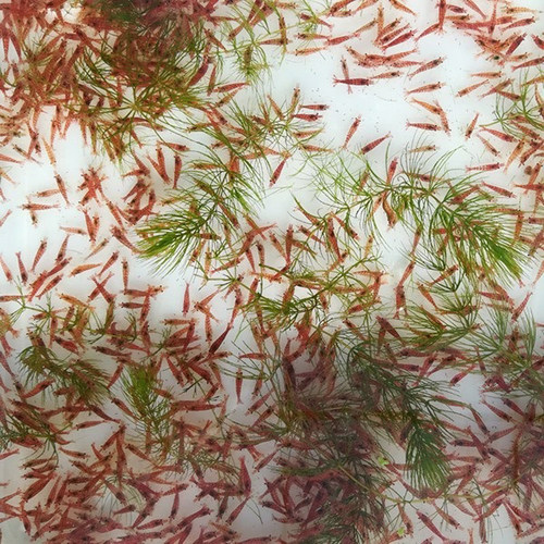 小樱花公虾观赏虾鲜活体除藻虾草缸工具虾大型宠物虾米虾淡水包邮 - 图2