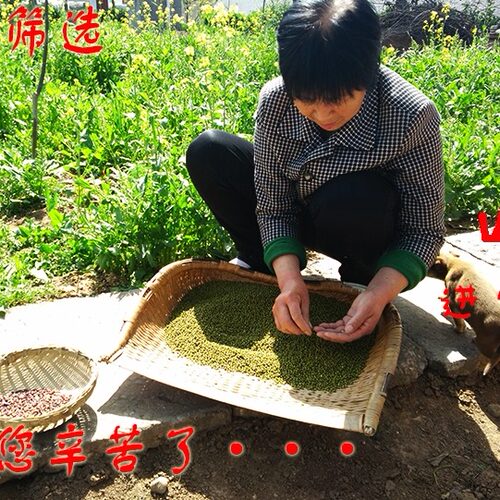 2025年新鲜绿豆 五谷杂粮人工精选农家明绿豆生豆芽肉多皮薄 500g - 图3