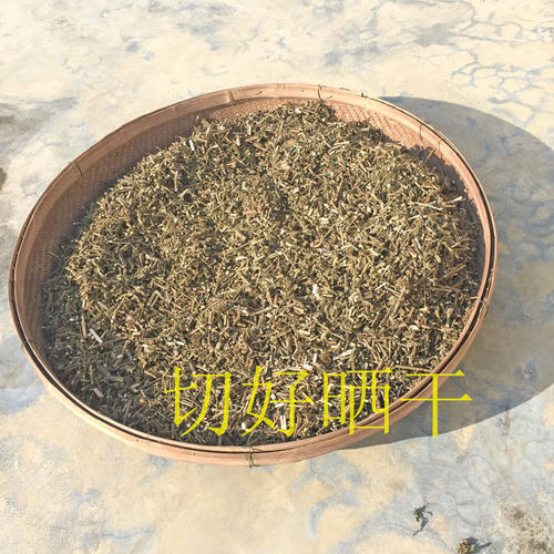 客家野生抹草防风草落马衣假紫苏马衣叶四方茎臭草稀签草排去风草-图2