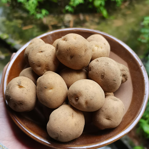 【正宗高山老品种】恩施富硒小土豆农家自种马尔科黄心洋芋马铃薯 - 图3