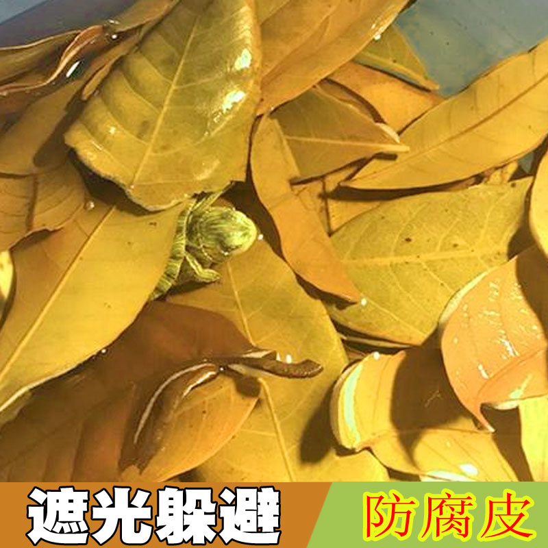 龙眼叶养龟躲避乌龟龙叶子免煮新鲜现摘鱼缸水质调节龟缸造景装饰-图2