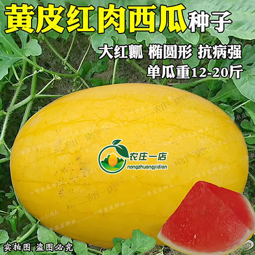 黄皮红肉西瓜种子京欣巨型超大早熟春夏播超甜西瓜种籽四季播种孑 - 图0