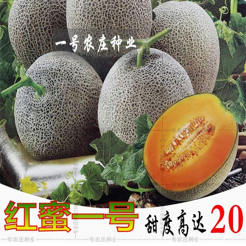 新疆网纹哈密瓜种子四季播水果哈蜜瓜甜瓜香西瓜阳台蔬菜种籽正品 - 图0
