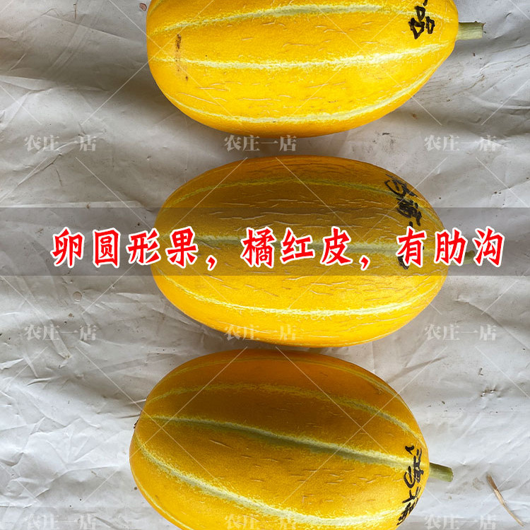 黄皮甜瓜种子桔红肉四季高产黄金蜜种籽酥脆超甜香瓜种孑庭院阳台