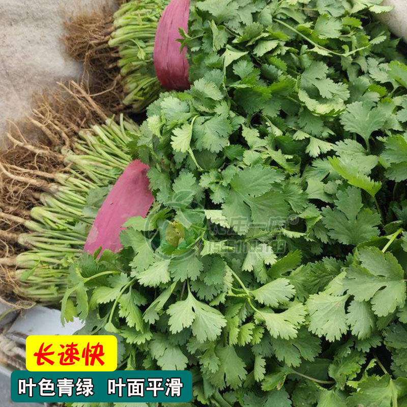 香菜籽种大叶香菜种种子孑四季蔬菜种籽菜种籽盆栽蔬菜种子菜籽,淘宝优惠券,粉丝福利购,淘宝优惠卷