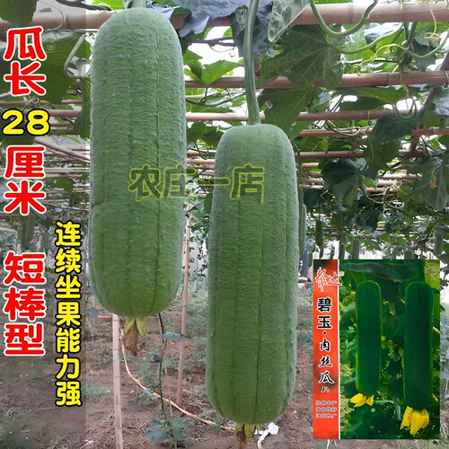 丝瓜种子种籽苗种新品种丝瓜子香特大长巨型早熟高产白孑春季苗秧 - 图1