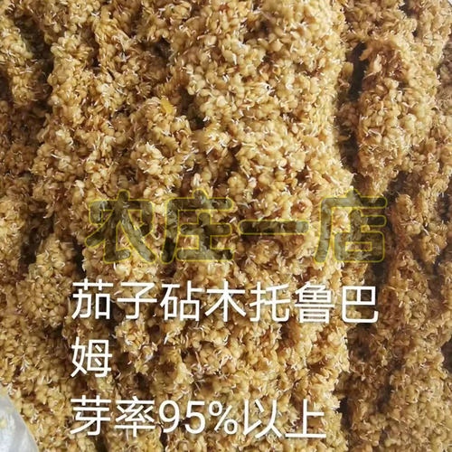 茄子嫁接专用砧木种子托鲁巴姆种籽纯野生抗病强5克装春夏秋冬季 - 图0