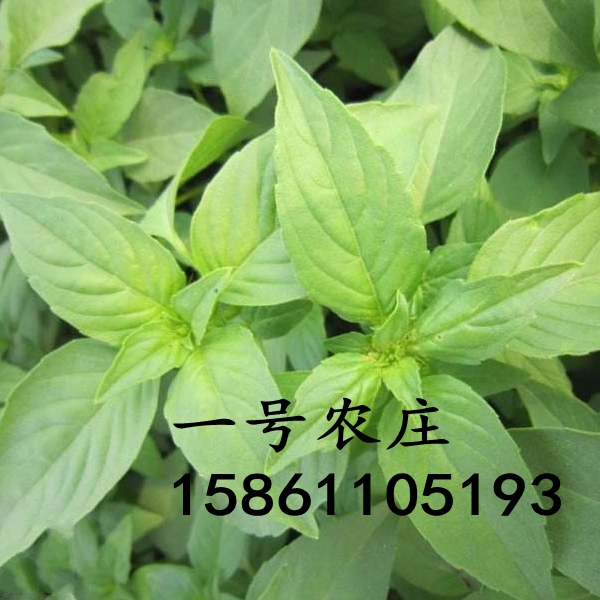 大叶荆芥种子菜籽蔬菜种孑四季播阳台保健野菜春夏季四季盆栽植物-图2