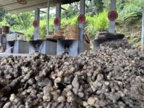 Special direct sales for the manufacturer of sealwort