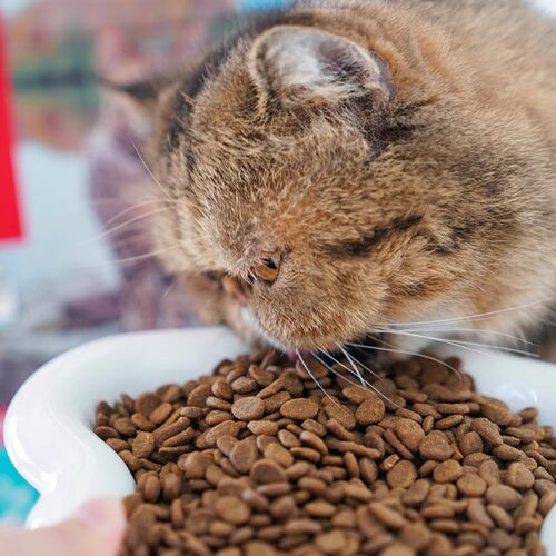 逗哒乐 原始猎食渴望猫粮无谷天然鸡肉六种鱼成幼猫全阶段5.4kg - 图3