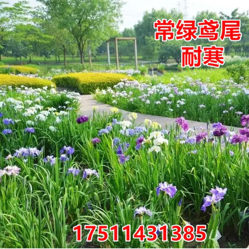 常绿鸢尾黄菖蒲黄花鸢尾蓝花水生植物四季耐寒挺水观花绿化10株 - 图1