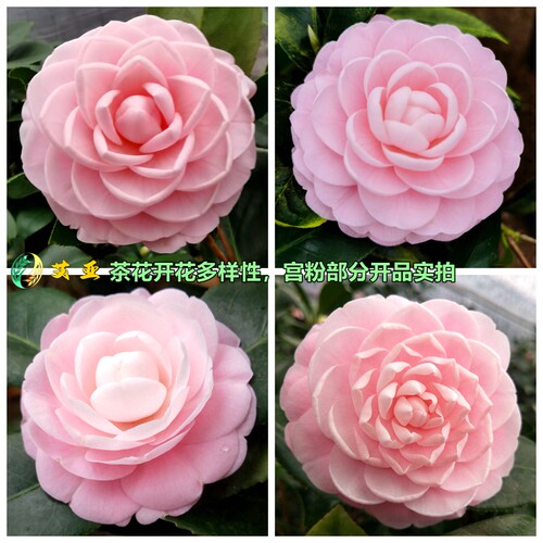 宫粉茶花小桃红广东粉经典老品种室内盆栽花卉庭院大型绿植苗精选 - 图0