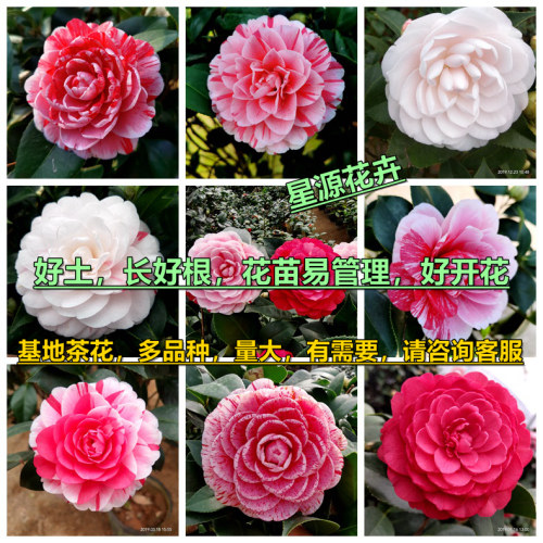 五色赤丹茶花盆栽树苗带花苞室内花卉阳台苗好养绿植四季长青精选 - 图3