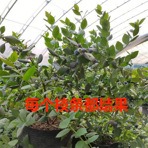 蓝莓L25带盆摘好精品蓝莓当年秋冬结果结果 - 图0