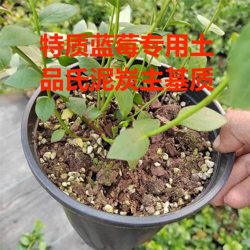 蓝莓L25带盆摘好精品蓝莓当年秋冬结果结果 - 图1