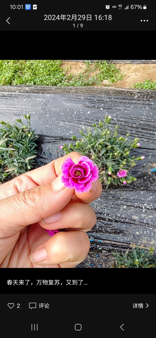 新鲜 初吻花  初吻花西餐摆盘装饰菜餐饮酒店摆盘鲜花草 - 图0