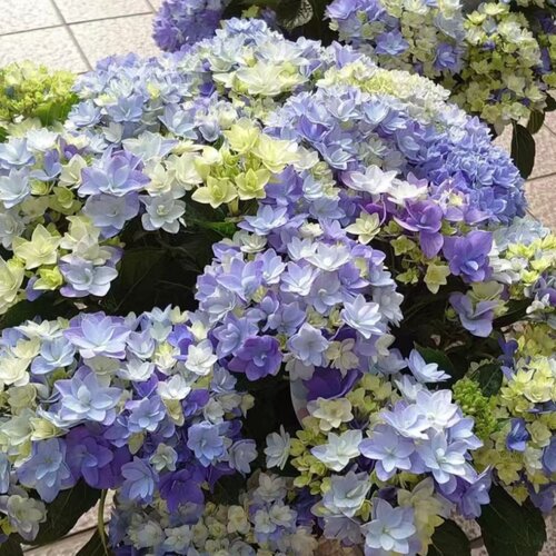 有松三河千鸟万花镜绣球花苗盆栽植庭阳台种院耐寒花卉易活绿植花 - 图1