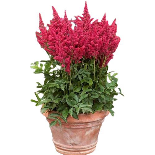 进口落新妇大苗盆栽耐阴耐寒植物庭院室外络新妇花苗阴生花镜绿植 - 图3