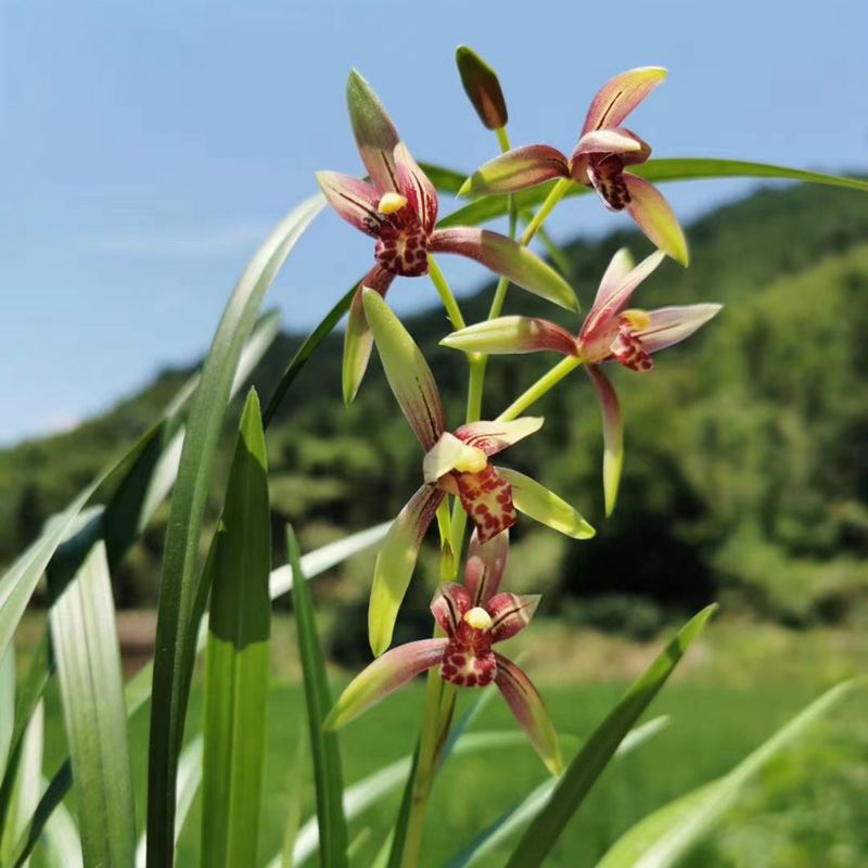 兰花苗小国魂建兰逸红双娇夏带花苞夏秋开花室内植物绿植盆栽花卉 - 图2